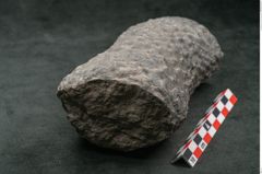 Foto (Seitenansicht) von Knorria imbricata Sternbg. (NHMW-GEO-2024-0188-11041)